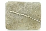 Archimedes Screw Bryozoan Fossil - Illinois #325658-1